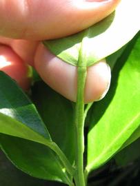              Petiole (Winter Haven, FL)       