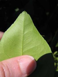              Margin (Winter Haven, FL)       