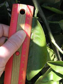              Unifoliolate leaf (Winter Haven, FL)       
