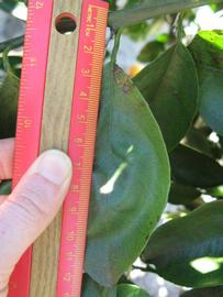              Unifoliolate leaf (Winter Haven, FL)       