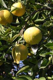            Fruit (Riverside, CA)   