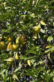            Sun leaves (Riverside, CA)   