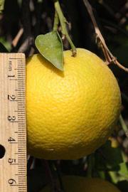            Fruit (Riverside, CA)   