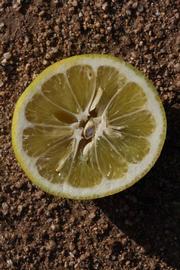            Fruit cross-section (Riverside, CA)   