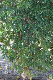            Habit (Riverside, CA)   