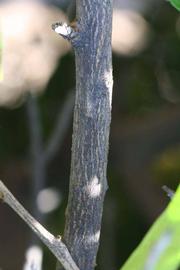              Second - third year twig (Riverside, CA)       