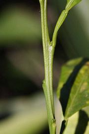            First year twig (Riverside, CA)   