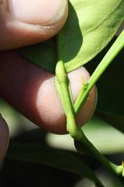              Petiole (Riverside, CA)       