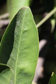              Margin (Riverside, CA)       