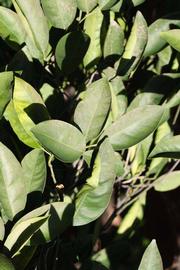              Sun leaves (Riverside, CA)       