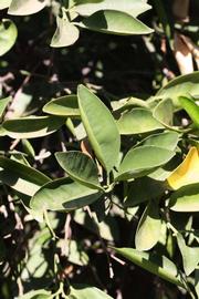              Sun leaves (Riverside, CA)       