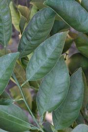              Shade leaves (Riverside, CA)       