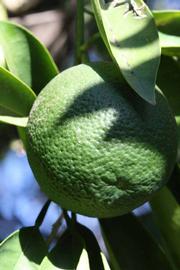            Immature fruit (Riverside, CA)   