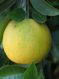            Fruit (Riverside, CA)   