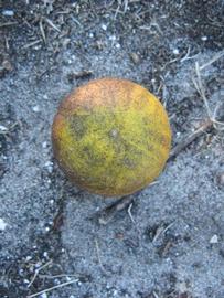            Fruit (Winter Haven, FL)   