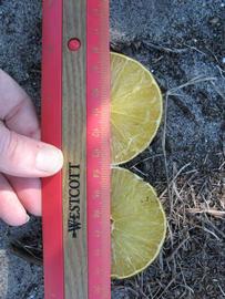            Fruit cross-section (Winter Haven, FL)   