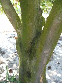            Bark (Winter Haven, FL)   