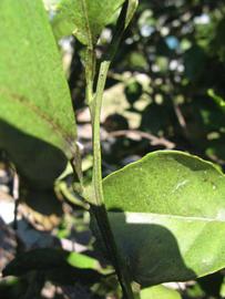            First year twig (Winter Haven, FL)   