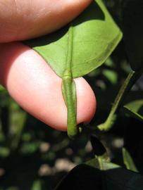              Petiole (Winter Haven, FL)       