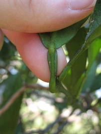              Petiole (Winter Haven, FL)       