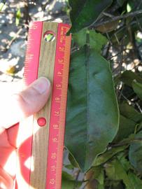              Unifoliolate leaf (Winter Haven, FL)       