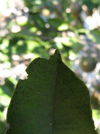              Margin (Winter Haven, FL)       