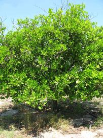            Habit (Winter Haven, FL)   