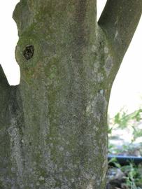            Bark (Winter Haven, FL)      