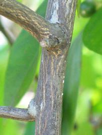              Second - third year twig (Winter Haven, FL)       