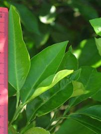              Unifoliolate leaf (Winter Haven, FL)       