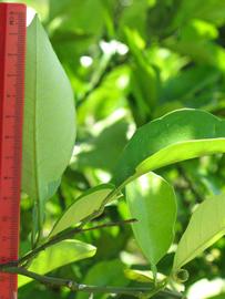              Unifoliolate leaf (Winter Haven, FL)       