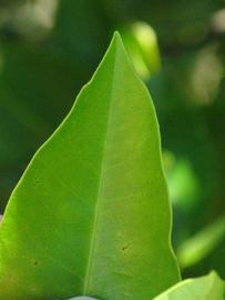              Margin (Winter Haven, FL)       