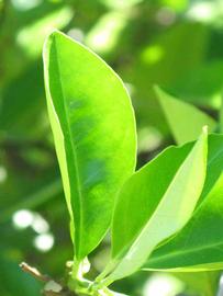              Unifoliolate leaf (Winter Haven, FL)       
