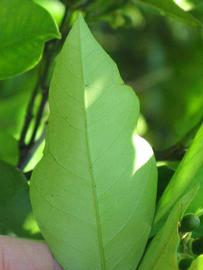              Margin (Winter Haven, FL)       