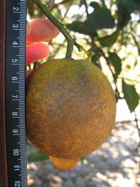            Fruit (Winter Haven, FL)   