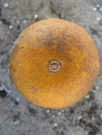            Fruit (Winter Haven, FL)   