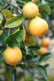            Fruit (Riverside, CA)   