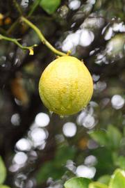            Fruit (Riverside, CA)   