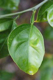              Unifoliolate leaf (Riverside, CA)       
