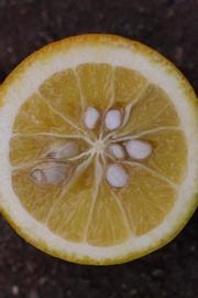            Fruit cross-section (Riverside, CA)   