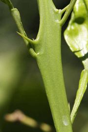            First year twig (Riverside, CA)   