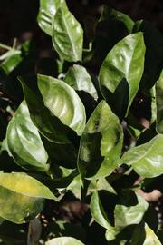              Sun leaves (Riverside, CA)       