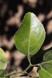              Unifoliolate leaf (Riverside, CA)       
