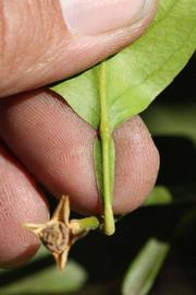              Petiole (Riverside, CA)       