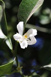              Flower (Riverside, CA)       