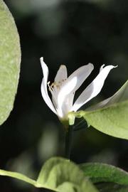              Flower (Riverside, CA)       