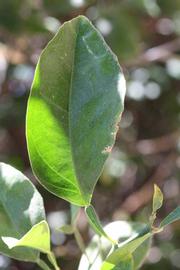              Unifoliolate leaf (Riverside, CA)       