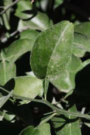              Unifoliolate leaf (Riverside, CA)       