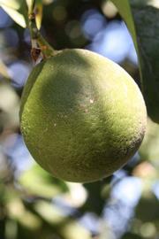            Immature fruit (Riverside, CA)   