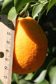            Fruit (Riverside, CA)   